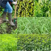 Green Manure Mix seeds - Spring Summer