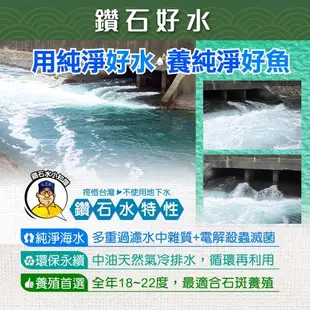 蘇班長安心石斑 龍虎石斑鮮魚切塊500g 3入組 歐盟食安標準 得獎最多的石斑(龍虎石斑 龍膽石斑 永安石斑)