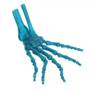 3D Printed Skeleton Hand Plastic Model Scary Articulated Fingers Cosplay Prop