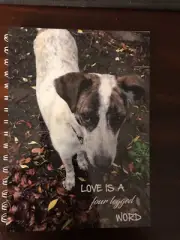 2025-2026 financial year diary Red Cattle Dog X With Quote A5 WEEK TO VIEW