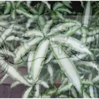 在飛比找蝦皮購物優惠-花幫派_蕨類植物—蟹角鳳尾蕨--室內植物~ 耐陰、適合室內栽