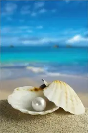 CLAM SHELL AND PEARL beautiful turquoise ocean blue sky collectors 20x30 NEW
