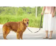 Nylon Training Dog Leash for Small Medium Large Dogs, 10ft 15ft 20ft 30ft Long Leash Dog/Puppy Lead for Obedience Recall Training, Camping -20ft Green