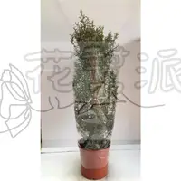 在飛比找蝦皮購物優惠-花幫派_季節觀花植物—松紅梅--桃金孃科(Myrtaceae