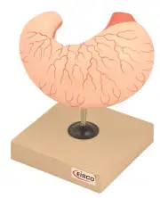 Eisco Labs Human Stomach Model - Life Size