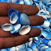 Blue Ark White Shells For Crafts Art Decor Natural Sea Shell approx.1000 pcs