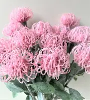 Australian Native Flowers Stem Pink Leucospermum Artificial Pincushion Flower X1