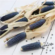 Corn - Hopi Blue seeds