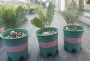 1.5-2cm liveSucculent plant Dioon edule WYSIWYG Seeding Growth Garden Boutique