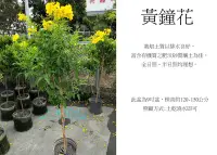 在飛比找Yahoo!奇摩拍賣優惠-心栽花坊-黃鐘花/8吋/棒棒糖造型/造型樹/綠化環境/綠籬植