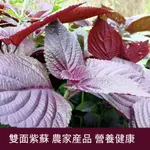 四季種植蔬菜種子 紫蘇種子 盆栽 蘇子 雙色紫蘇 紫蘇 香料高产量