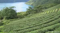 在飛比找PChome旅遊優惠-新北-千島湖,八卦茶園,金瓜寮溪步道,石碇老街| 假日拼車一