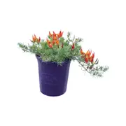 140mm Lotus Flame - Lotus berthelottii ‘Flame’