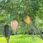 Safe Repellent Trap Wasp Nest Decoy Garden Repellent Trap for Home Garden Yard