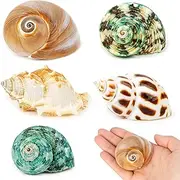 WeDoSoy 5PCS Hermit Crab Shells | Natural Sea Conch Size 2.1" - 2.8", Opening Size 1" - 1.5" | Medium Large Turbo Seashells for Hermit Crab Supplies and Beach Decoration Sea Shell