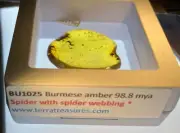 A101 BU1025 Large Spider with webbing in authentic Burmese Amber Myanmar ~99mya