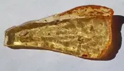 Golden Copal Amber Multiple Fossil Insect Inclusions Crystal Healing Madagascar