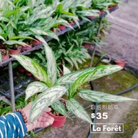 在飛比找蝦皮購物優惠-【La Forêt 植物專賣】銀后粗肋草 / 3吋盆栽 / 