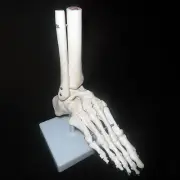 Life Size Foot Joint Anatomical Model Skeleton - Human Medical Anatomy