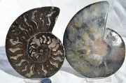 RARE 1n100 BLACK PAIR Ammonite Crystal LARGE 125mm Dinosaur FOSSIL 5.0" n2583cc