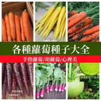 在飛比找蝦皮購物優惠-🥕各種蘿蔔種子 迷你蘿蔔滿堂紅心裡美手指櫻桃胡蘿蔔拇指水果蘿