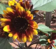 Sunflower Dwarf Sonnet+20 Seeds+FREE CRIMSON PEACH SUNFLOWER PACK