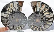 Large Black Ammonite PAIR Deep Crystals 110myo FOSSIL XXL 134mm 5.3" 9584aa