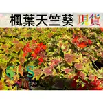 楓葉天竺葵 可作吊盆、花壇欣賞 觀葉觀花兩相宜 秋冬全日照更鮮豔﹝珍奇植物 CARNIVORUS﹞