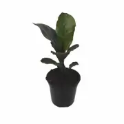 120mm Dwarf Fiddle Leaf Fig - Ficus lyrata Bambino