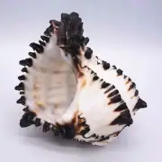 Large Conch Shell Black Zebra Murex American Black Murex Fish Tank Home Decor