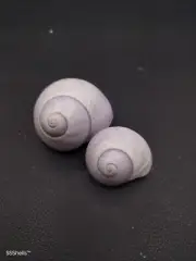 2 x janthina-janthina violet bubble snail Australian Sea shell. Beach #11233