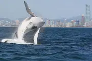 Whales in Paradise Family Pass - Surfers Paradise