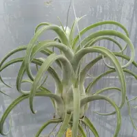 在飛比找蝦皮購物優惠-綠房子空氣鳳梨 電捲X費西 Tillandsia strep