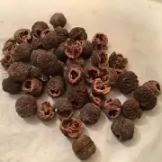 Indiana Black Walnut Shells Outdoor Smoker Grilling Shells All Natural