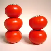 TOMATO 'KY1' *DWARF VARIETY* seeds