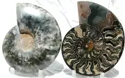 Dinosaur Split PAIR 1n100 BLACK Ammonite XXXLG 212mm 110myo FOSSIL 8.5" a653vv