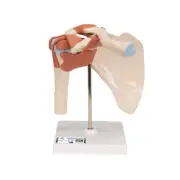 Movable Shoulder Joint Model with Elastic Ligaments Colored Articulated Surfaces
