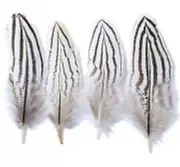 5 Pcs Mini Natural SILVER Pheasant Tail Feathers 1"-5" (Crafts DIY Halloween)