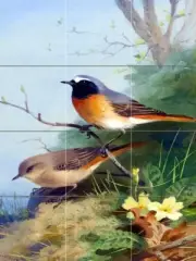 Tile Mural Wildlife Birds Colorful Spring Kitchen Wall Backsplash Marble Ceramic