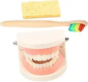 NAMOARLY 1set Teeth Model Standard Care Teaching Tool for Oral Education for Learning Tooth Brushing Techniques and Knowledge Includes Toothbrush