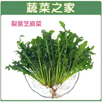 在飛比找樂天市場購物網優惠-【蔬菜之家】A64.裂葉芝麻菜種子(共有2種包裝可選)