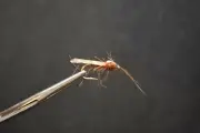 2 Flies, Size 8, REALISTIC BROWN CADDIS #2 Dry Fly Fishing Flies