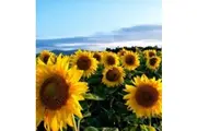 SUNFLOWER 'Giant Single' seeds - Standard Packet - 30+ seeds