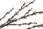 ARTIFICIAL SNOWFALL Bud Branch
