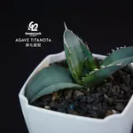 SL’S 植物園-龍舌蘭[獅毛AGAVE TITANOTA 'LION MANE']