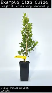 Buy Lilly Pilly Select Native Trees (Syzigium australe)
