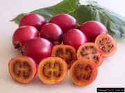 Buy Red Tamarillo Fruit Trees - Cyphomandra betacea
