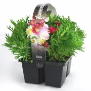 4 Cell Argyranthemum Daisy - Assorted