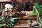 Dog Tired, Labrador Puppies and Duck Decoys Metal Sign by Kevin Daniel, Hunting