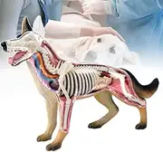 4D Animal Anatomy Model,Detachable 29 Parts Home of Wolf Dog Anatomical Model,PVC Puzzle Assembly Toys of Dog Organ Anatomy | Simulated Animals, for Medical Demonstration,Black